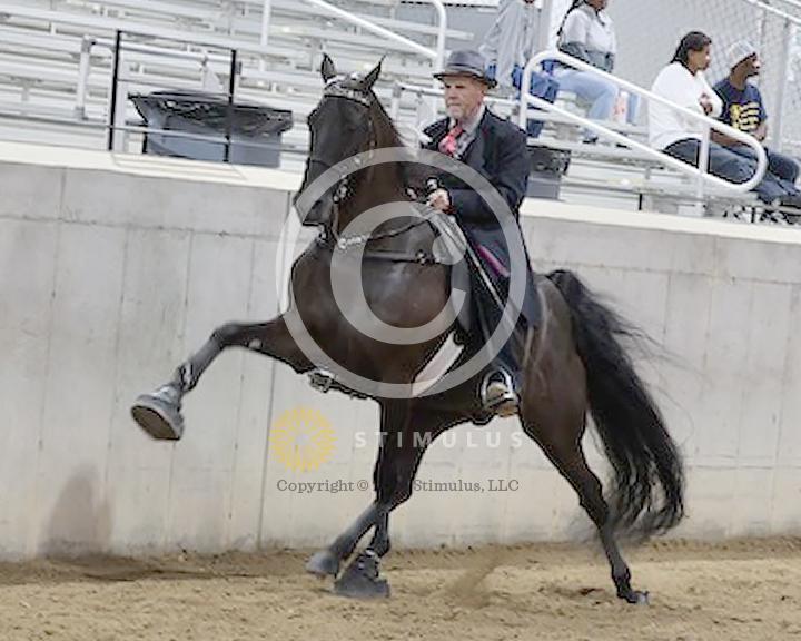 40. Amateur Owned and Trained Walking:Class-400003s0003IMG1070.jpg