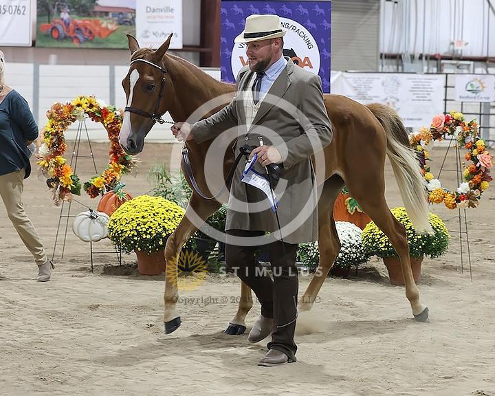47. Colts-Fillies Under Halter Weanlings and Yearlings