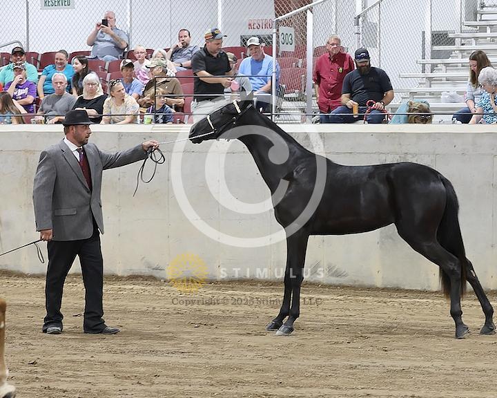 47. Colts-Fillies Under Halter Weanlings and Yearlings:class-470010s0002IMG1119.jpg