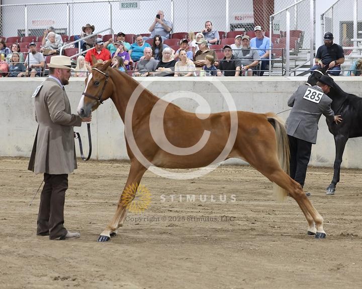 47. Colts-Fillies Under Halter Weanlings and Yearlings:class-470010s0003IMG1116.jpg