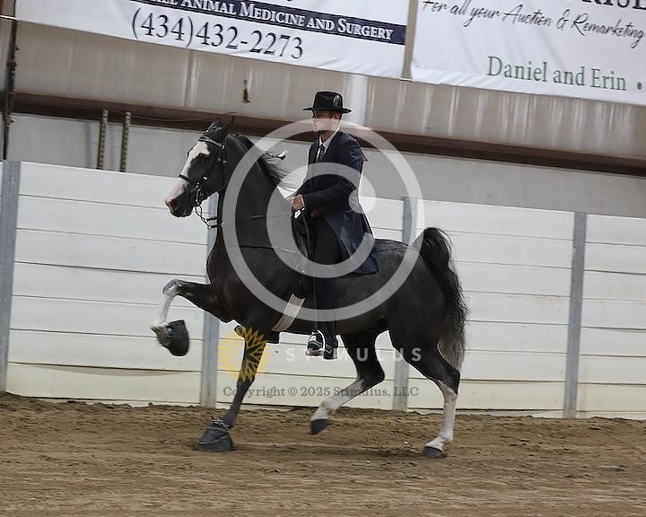 51. Walking Mare and Gelding Open Specialty:Class-510008s0000IMG1308.jpg