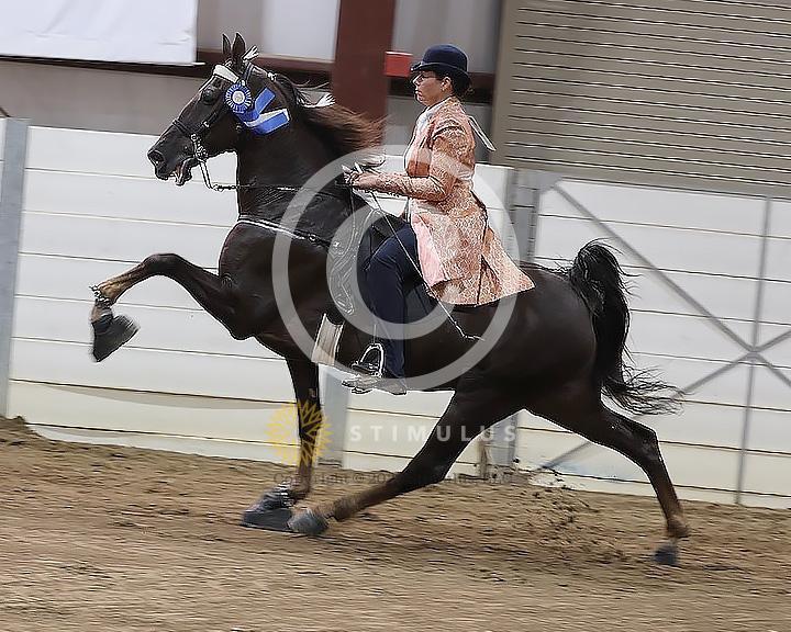 51. Walking Mare and Gelding Open Specialty:Class-510008s0006IMG1391.jpg