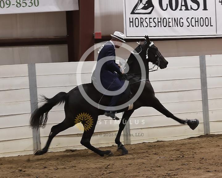 54. Show Pleasure Walking Open:Class-540008s0002IMG1623.jpg