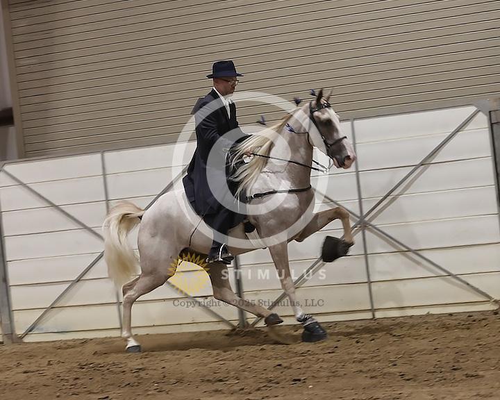 54. Show Pleasure Walking Open:Class-540008s0004IMG1594.jpg