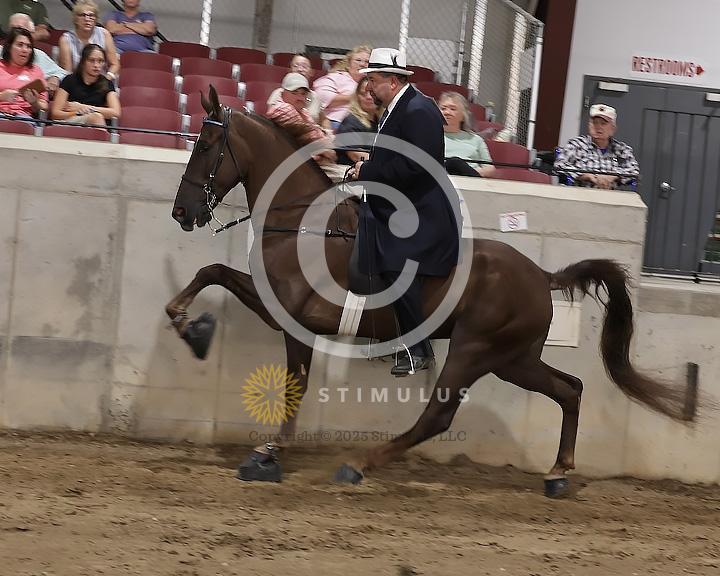 54. Show Pleasure Walking Open:Class-540008s0008IMG1550.jpg