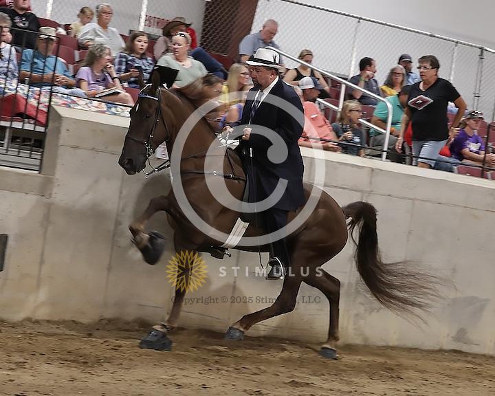 54. Show Pleasure Walking Open:Class-540008s0009IMG1541.jpg