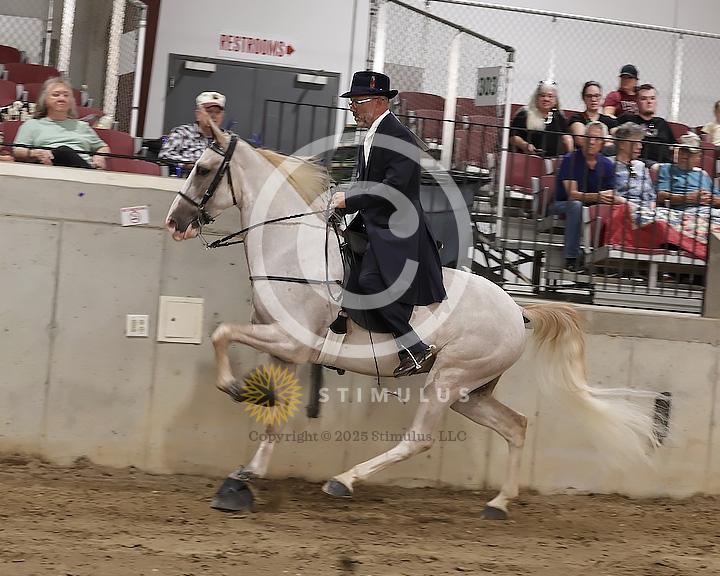 54. Show Pleasure Walking Open:Class-540008s0012IMG1518.jpg