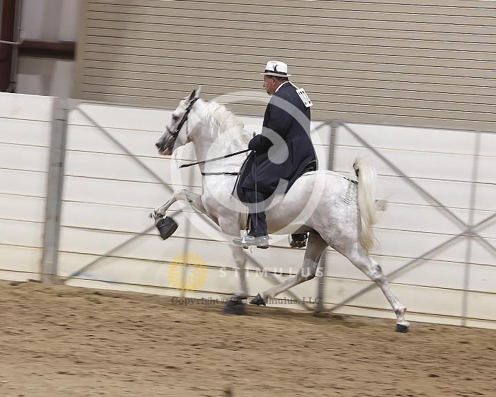 65. 3 Year Old Walking Open:Class-650000s0000IMG2206.jpg