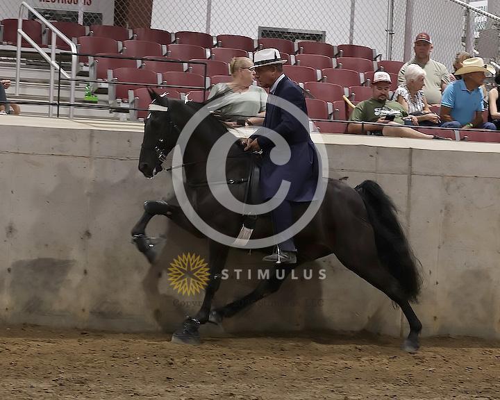 76. 15.2 and Under Walking Open:Class-760000s0000IMG2811.jpg