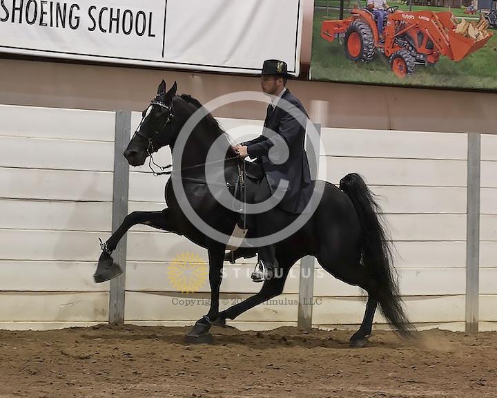 76. 15.2 and Under Walking Open:Class-760000s0004IMG2832.jpg