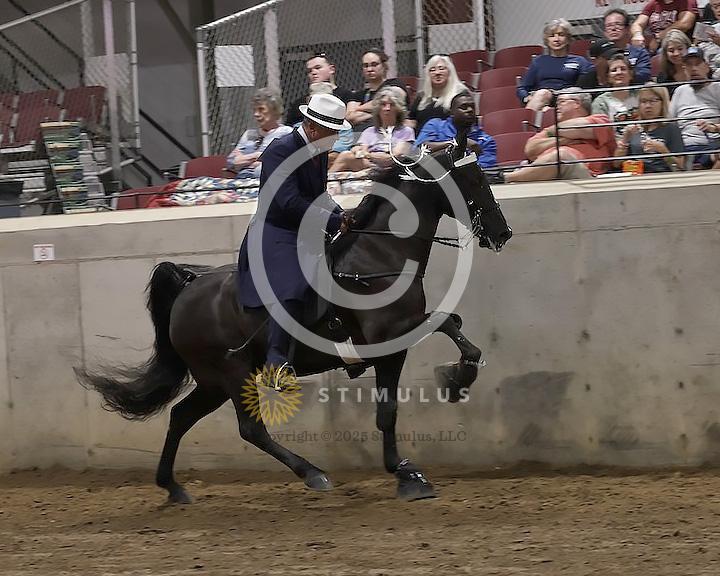 76. 15.2 and Under Walking Open:Class-760000s0005IMG2866.jpg