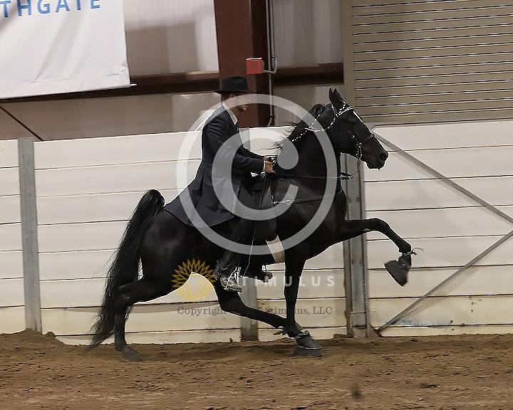 76. 15.2 and Under Walking Open:Class-760000s0007IMG2891.jpg