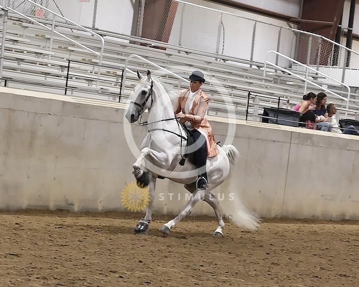 89. Walking Horse Stake Specialty:Class-890000s0000IMG3704.jpg