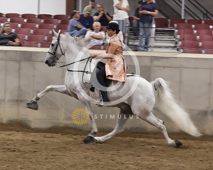 89. Walking Horse Stake Specialty:Class-890000s0003IMG3717.jpg