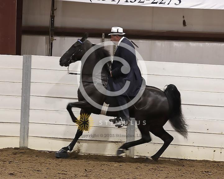 89. Walking Horse Stake Specialty:Class-890000s0005IMG3728.jpg