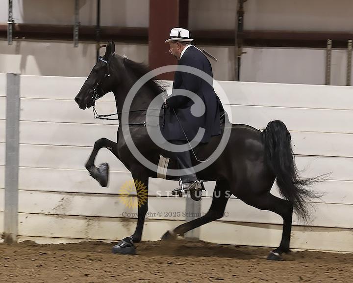 89. Walking Horse Stake Specialty:Class-890000s0007IMG3731.jpg