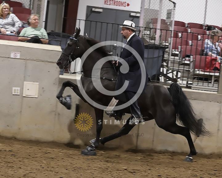 89. Walking Horse Stake Specialty:Class-890000s0010IMG3771.jpg