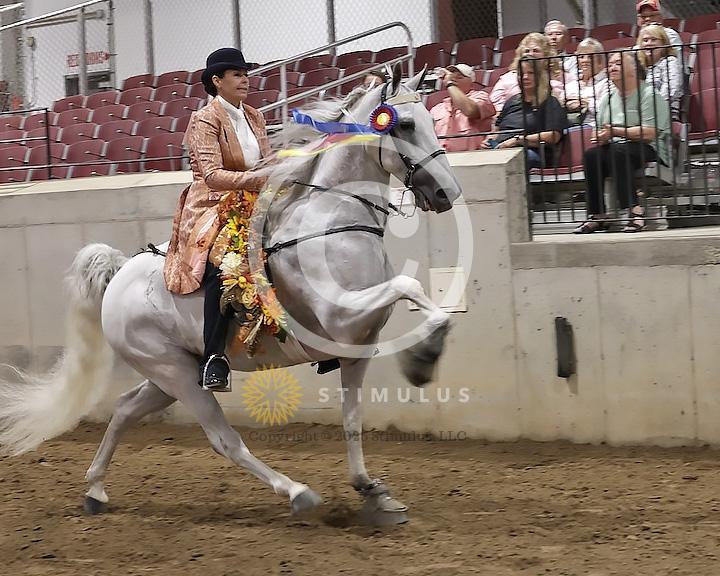 89. Walking Horse Stake Specialty:Class-890000s0016IMG3814.jpg