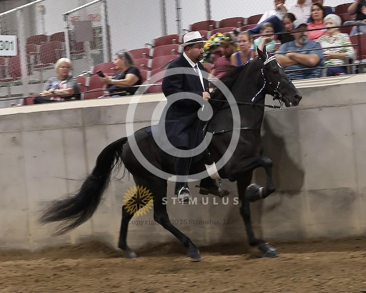 84. Racking Horse Stake:Class-840005s0000IMG3370.jpg