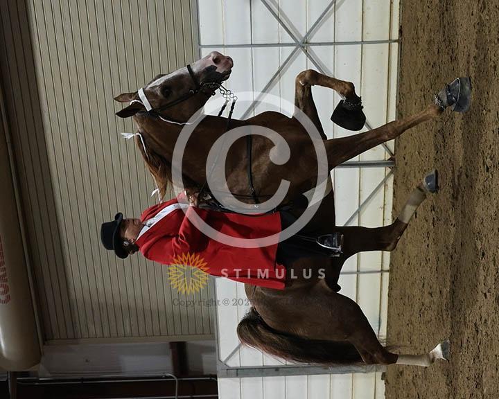 15. Ladies Walking Amateur Specialty:Class-150002s0003IMG0111.jpg