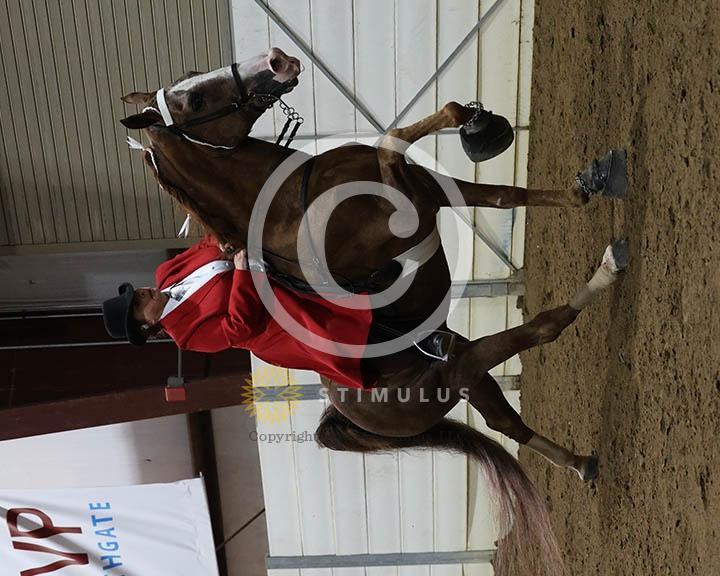 15. Ladies Walking Amateur Specialty:Class-150002s0004IMG0109.jpg