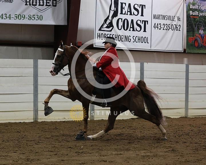 15. Ladies Walking Amateur Specialty:Class-150002s0009IMG0081.jpg