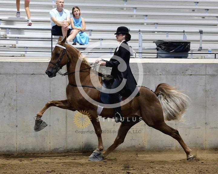 19. Walking Amateur Mares and Geldings Specialty:class-19-IMG0311.jpg