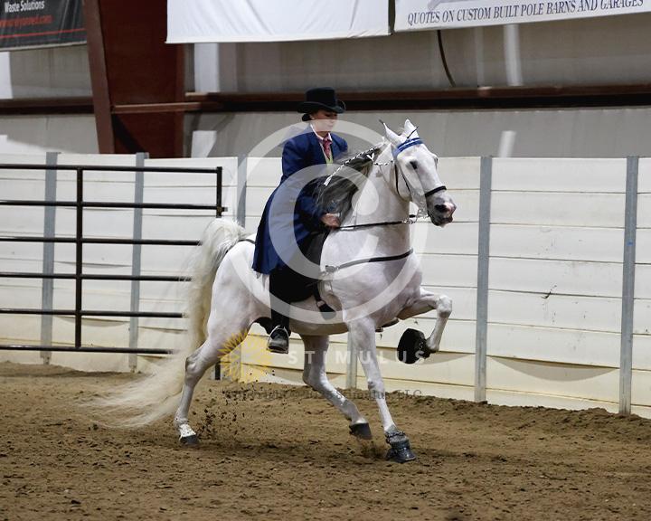 19. Walking Amateur Mares and Geldings Specialty:class-19-IMG0316.jpg