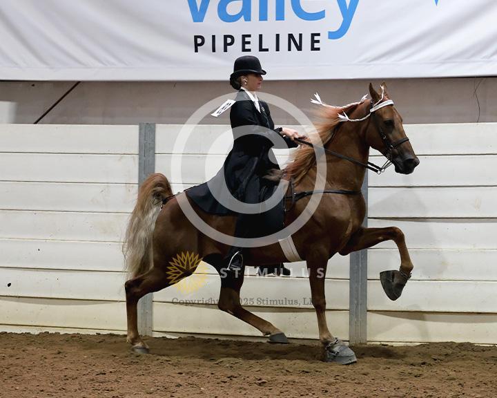 19. Walking Amateur Mares and Geldings Specialty:class-19-IMG0329.jpg