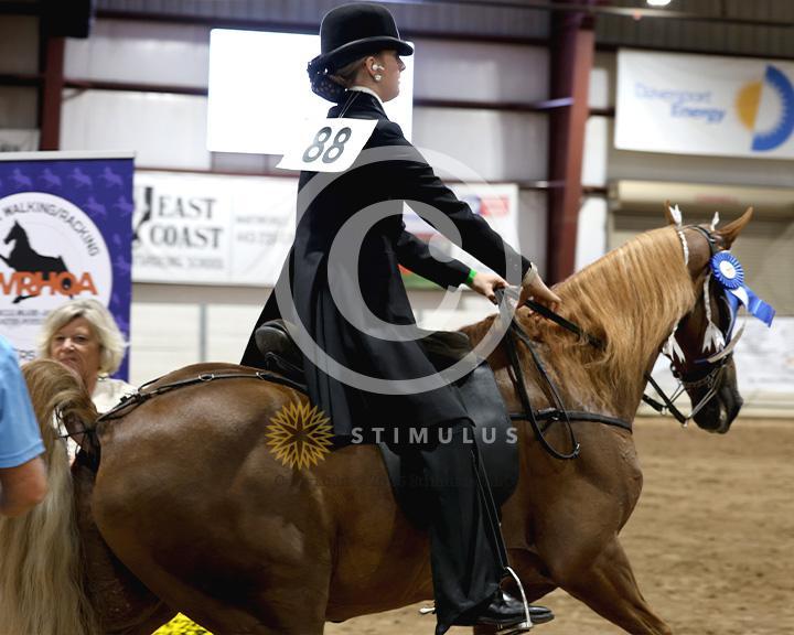 19. Walking Amateur Mares and Geldings Specialty:class-19-IMG0333.jpg