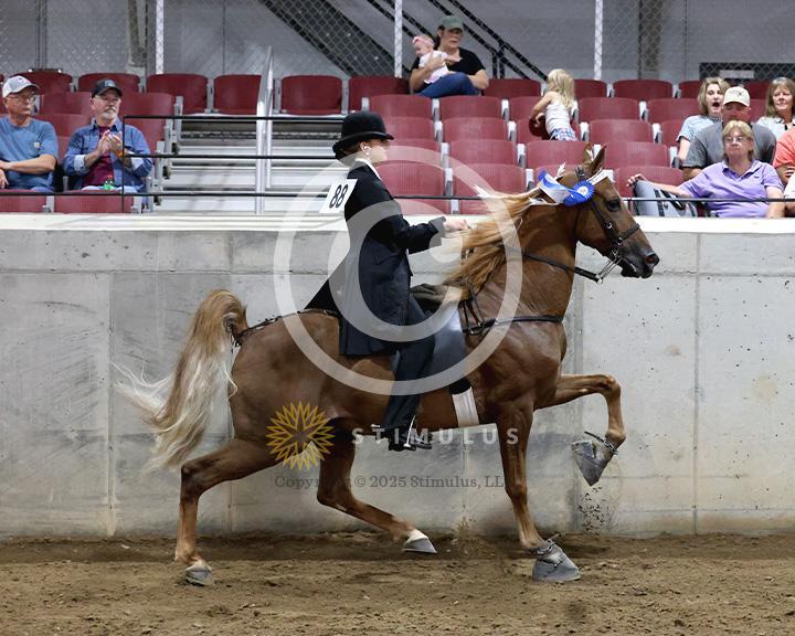 19. Walking Amateur Mares and Geldings Specialty:class-19-IMG0344.jpg