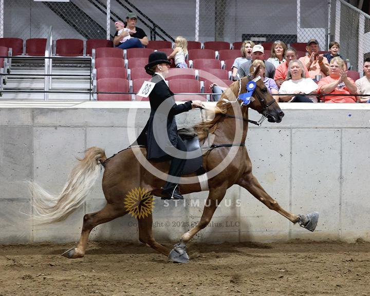 19. Walking Amateur Mares and Geldings Specialty:class-19-IMG0345.jpg