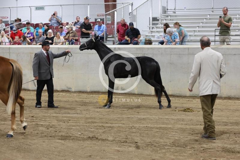 46. Open Model:IMG1119.jpeg