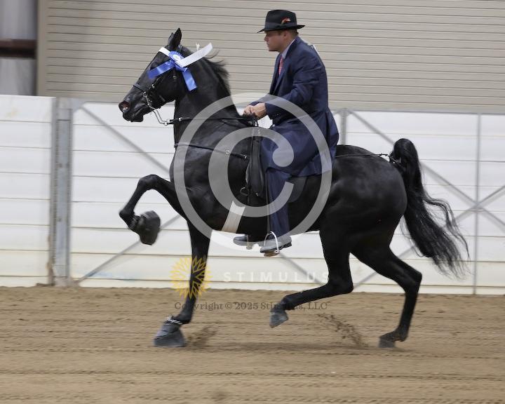 25. Open Walking Mare and Gelding Specialty