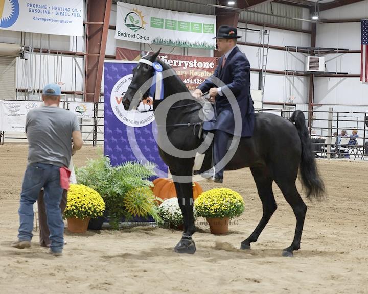 25. Open Walking Mare and Gelding Specialty:Class-25low-res0016s0002IMG0482.jpg