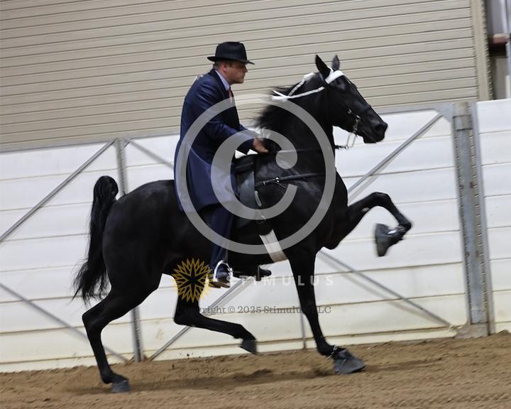 25. Open Walking Mare and Gelding Specialty:Class-25low-res0016s0003IMG0475.jpg