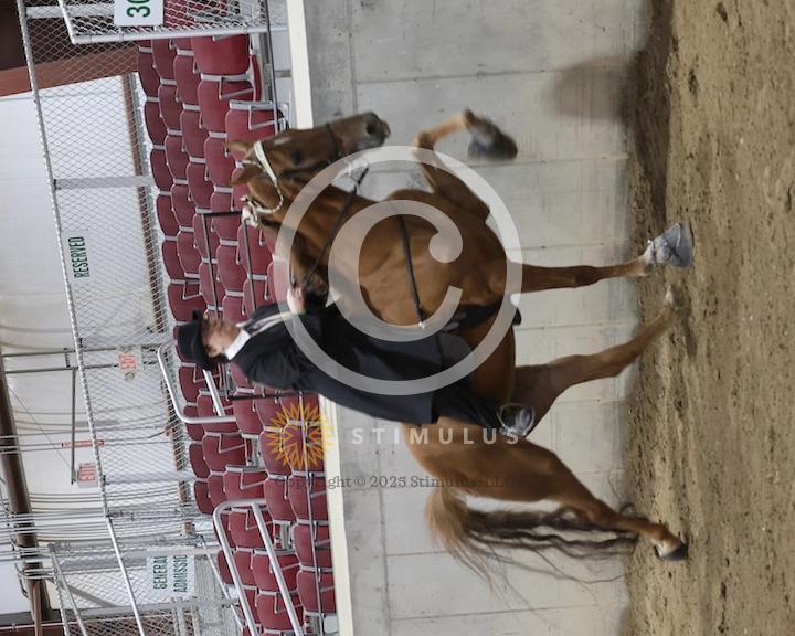 30. Amateur Walking Show Pleasure:low-res0011s0002IMG0698.jpg