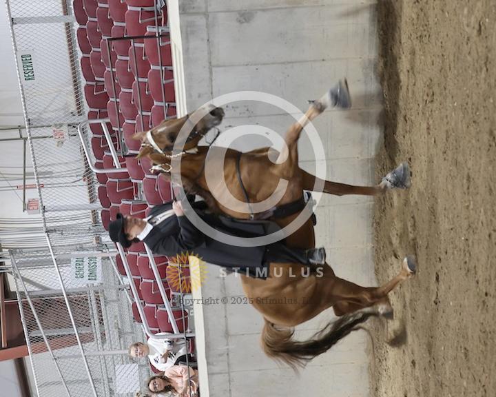 30. Amateur Walking Show Pleasure:low-res0011s0003IMG0696.jpg