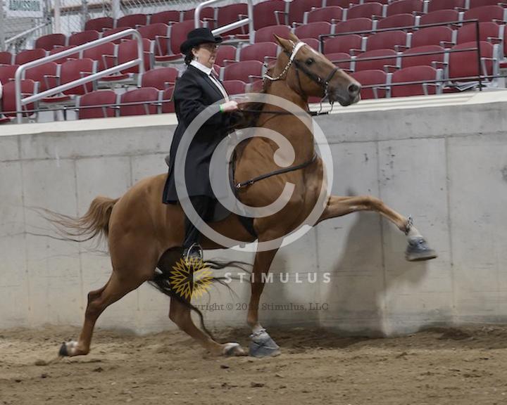 30. Amateur Walking Show Pleasure:low-res0011s0006IMG0673.jpg